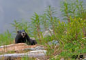 Marmota vancouverensis